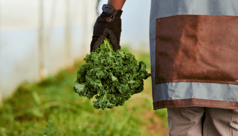 lechuga_caso3_detalle