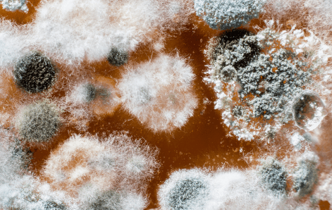 hongos_caso1_detalle