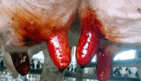 caso_exito_vaca_enferma